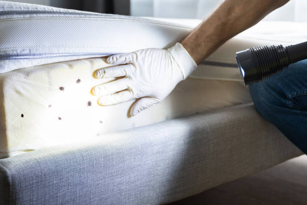 Best Insect Control  in Saluda, SC